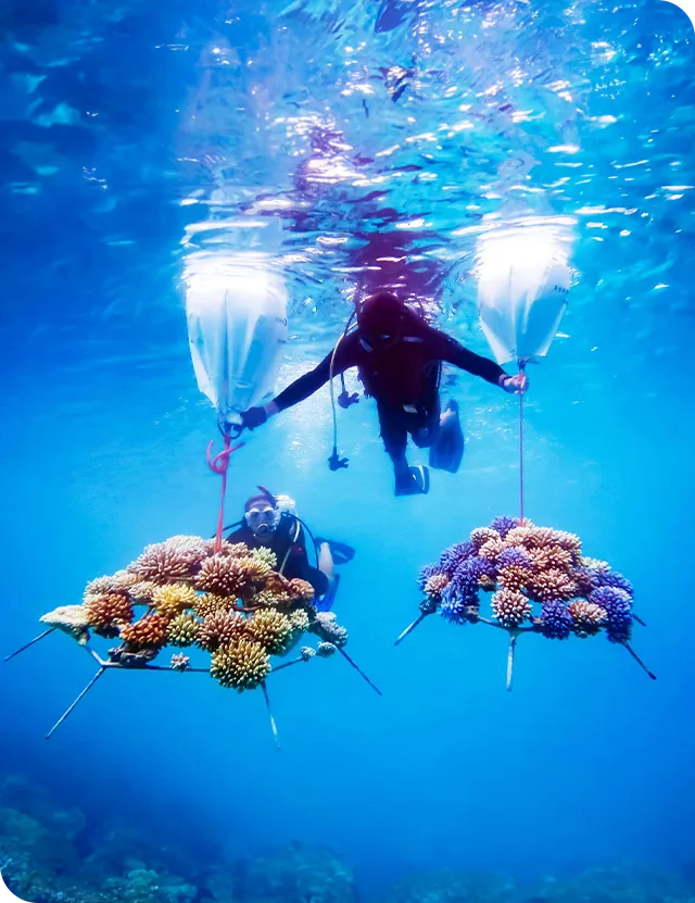 مشروع المالديف